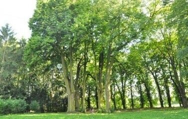 4 lipy Park Arboretum