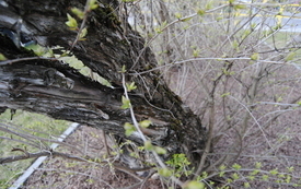 Przedwiośnie na włoszczowskim rynku. 7