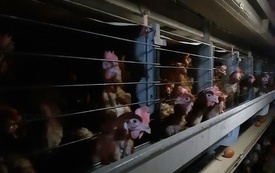 Rodzina Eligiusza i Jadwigi Pasoni&oacute;w z Woli Wiśniowej żyje z kurzej fermy od 1981 roku. 6