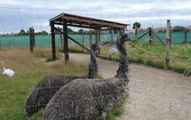 Zagroda Tulu Tulu w Koniecznie. 8