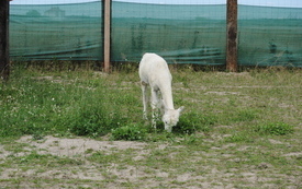 Zagroda Tulu Tulu w Koniecznie. 13