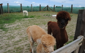 Zagroda Tulu Tulu w Koniecznie. 17