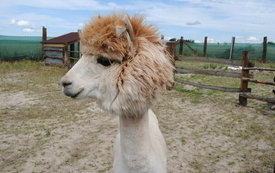 Zagroda Tulu Tulu w Koniecznie. 20