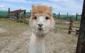 Zagroda Tulu Tulu w Koniecznie. 21