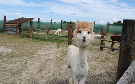 Zagroda Tulu Tulu w Koniecznie. 22