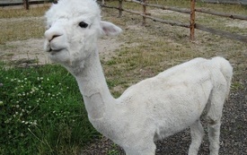 Zagroda Tulu Tulu w Koniecznie. 24