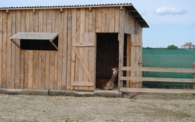 Zagroda Tulu Tulu w Koniecznie. 26