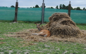 Zagroda Tulu Tulu w Koniecznie. 27