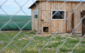 Zagroda Tulu Tulu w Koniecznie. 28