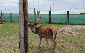 Zagroda Tulu Tulu w Koniecznie. 30