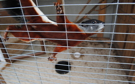 Zagroda Tulu Tulu w Koniecznie. 32