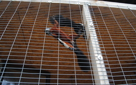 Zagroda Tulu Tulu w Koniecznie. 33