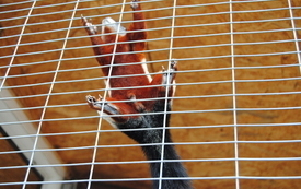 Zagroda Tulu Tulu w Koniecznie. 35