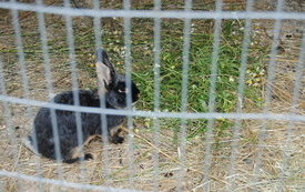 Zagroda Tulu Tulu w Koniecznie. 36
