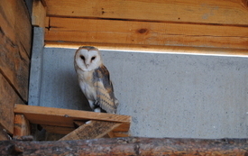 Zagroda Tulu Tulu w Koniecznie. 42