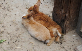 Zagroda Tulu Tulu w Koniecznie. 43