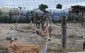Zagroda Tulu Tulu w Koniecznie. 47