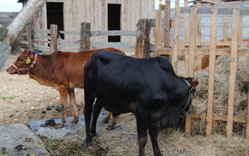 Zagroda Tulu Tulu w Koniecznie. 53