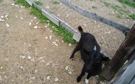 Zagroda Tulu Tulu w Koniecznie. 59