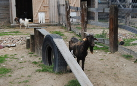 Zagroda Tulu Tulu w Koniecznie. 60