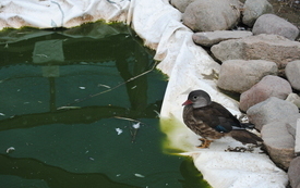 Zagroda Tulu Tulu w Koniecznie. 61