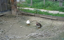 Zagroda Tulu Tulu w Koniecznie. 62