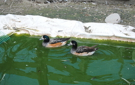 Zagroda Tulu Tulu w Koniecznie. 63