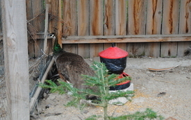 Zagroda Tulu Tulu w Koniecznie. 65