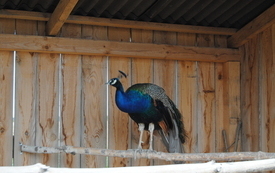 Zagroda Tulu Tulu w Koniecznie. 66