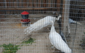 Zagroda Tulu Tulu w Koniecznie. 67