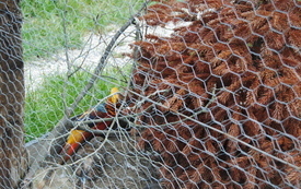 Zagroda Tulu Tulu w Koniecznie. 69