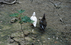 Zagroda Tulu Tulu w Koniecznie. 70