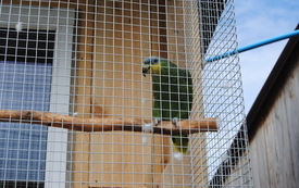 Zagroda Tulu Tulu w Koniecznie. 71