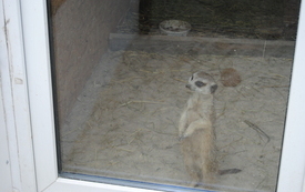 Zagroda Tulu Tulu w Koniecznie. 73