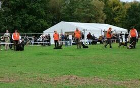 VIII Hubertus Ziemiański. 12