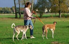 VIII Hubertus Ziemiański. 23