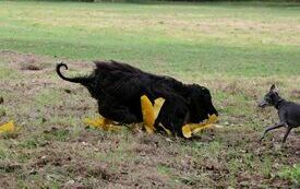 VIII Hubertus Ziemiański. 25