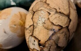 Ozdoby wielkanocne wykonane przez Panie z Koła Gospodyń Wiejskich w Bebelnie. 21