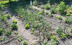 Rodzinne Ogrody Działkowe "Stokrotka" we Włoszczowie. 13