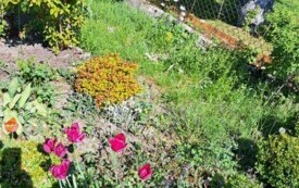 Rodzinne Ogrody Działkowe "Stokrotka" we Włoszczowie. 15