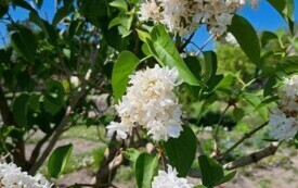Rodzinne Ogrody Działkowe "Stokrotka" we Włoszczowie. 18