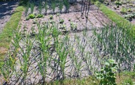 Rodzinne Ogrody Działkowe "Stokrotka" we Włoszczowie. 21