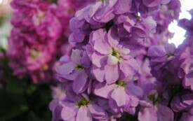 26 maja obchodzimy Dzień Matki. 4