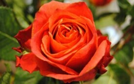 26 maja obchodzimy Dzień Matki. 5