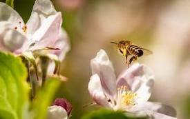 Pszczoła to życie. 3