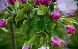 Pszczoła to życie. 5