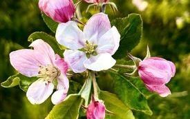 Pszczoła to życie. 6