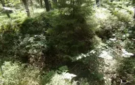 Batalion Las, do kt&oacute;rego należał pułkownik, wielokrotnie opisywany w literaturze oddział partyzancki działający w ramach 74 pp. AK, powstał podczas koncentracji w rejonie wsi i obozu Pękowiec w końcu  7