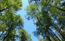 Batalion Las, do kt&oacute;rego należał pułkownik, wielokrotnie opisywany w literaturze oddział partyzancki działający w ramach 74 pp. AK, powstał podczas koncentracji w rejonie wsi i obozu Pękowiec w końcu  8