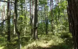 Batalion Las, do kt&oacute;rego należał pułkownik, wielokrotnie opisywany w literaturze oddział partyzancki działający w ramach 74 pp. AK, powstał podczas koncentracji w rejonie wsi i obozu Pękowiec w końcu  12